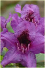 Rododendron wielkokwiatowy Purple Splendour Rhododendron Purple Splendour