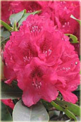 Rododendron wielkokwiatowy Van Weerden Poelman Rhododendron Van Weerden Poelman 