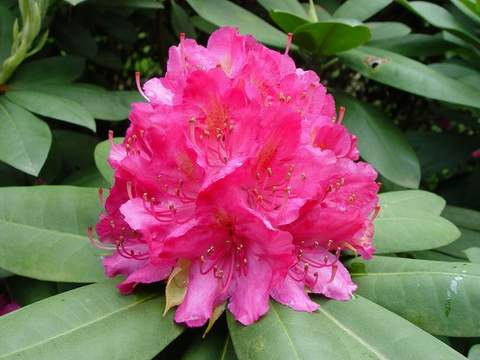 Rododendron wielkokwiatowy Catharine van Tol Rhododendron Catharine van Tol