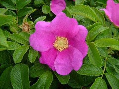 Róża jadalna różowa pomarszczona Rosa rugosa