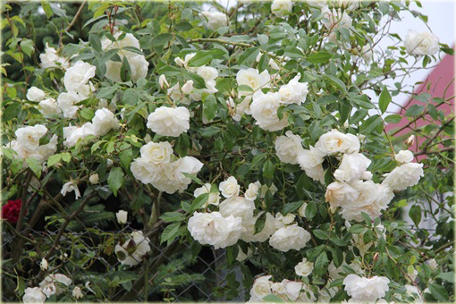 Róża pnąca biała Iceberg Climbing rose Iceberg white