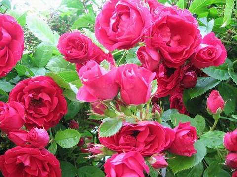 Róża pnąca ciemnoczerwona Flammentanz Climbing rose dark red Flamentanz
