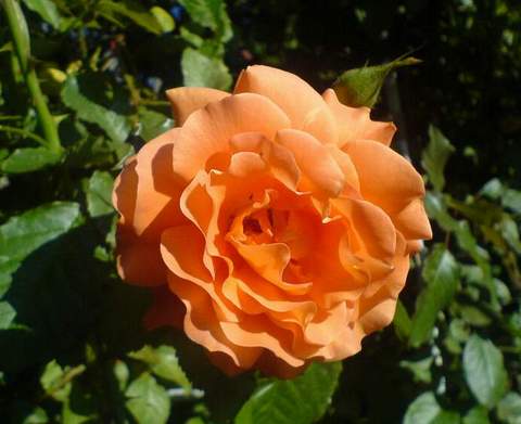 Róża pnąca herbaciana Westerland Climber rose Westerland
