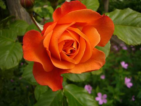 Róża pnąca pomarańczowa Caphorm Climbing rose orange Caphorn