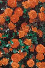 Róża pnąca pomarańczowa Caphorm Climbing rose orange Caphorn