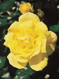 Róża pnąca żółta Goldenstern Climbing rose yellow Goldenstern