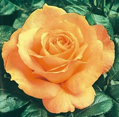 Róża wielkokwiatowa brzoskwiniowo-żółta Casanova Large flowered peach yellow rose Casanova