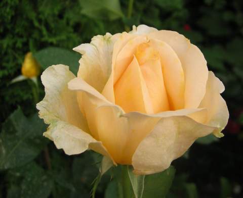 Róża wielkokwiatowa brzoskwiniowo-żółta Casanova Large flowered peach yellow rose Casanova