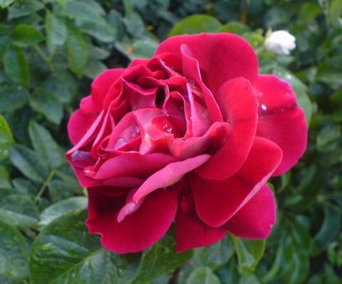 Róża wielkokwiatowa ciemnoczerwona aksamitna Mr Lincoln Large flowered dark red rose Mr Lincoln