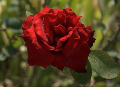 Róża wielkokwiatowa ciemnoczerwona aksamitna Mr Lincoln Large flowered dark red rose Mr Lincoln