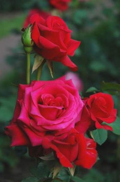 Róża wielkokwiatowa czerwona Dama de Coeur Large flowered red rose Dama de Coeur