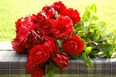 Róża wielkokwiatowa czerwona Dama de Coeur Large flowered red rose Dama de Coeur