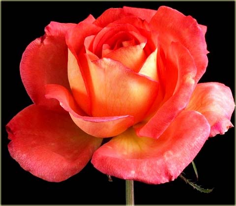 Róża wielkokwiatowa Kronenburg Large flowered rose Kronenburg