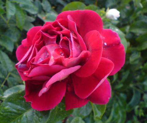 Róża wielkokwiatowa krwisto czerwona Burgund Large flowered red blood rose Burgund
