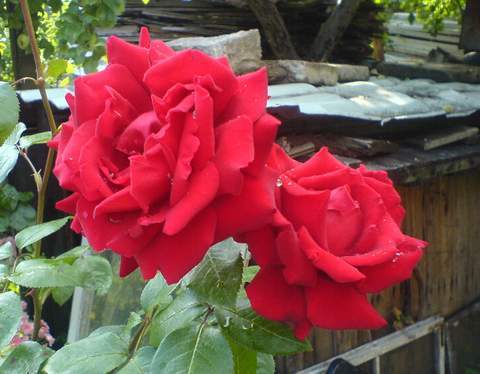 Róża wielkokwiatowa krwisto czerwona Burgund Large flowered red blood rose Burgund