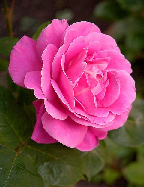 Róża wielkokwiatowa różowa Bel Ange Large flowered pink rose Bel Ange
