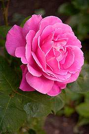 Róża wielkokwiatowa różowa Bel Ange Large flowered pink rose Bel Ange