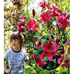 Lilia drzewiasta Empoli róż-żółty lily2