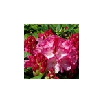 Rododendrony jakuszimańskie
