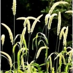 Nasiona traw ozdobnych
