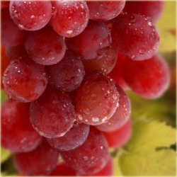 Winogron różowy Chrupka winorośl owox65