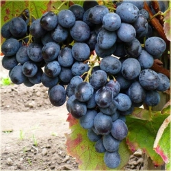 Winogron ciemny Festive winorośl owox62