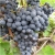 Winogron czarny Agat Doński winorośl owox60