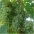 Winogron zielony Seyve Villard winorośl owox67