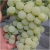 Winogron zielony Sołnoczka winorośl owox68