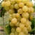 Winogron żółty Suzy Vitis winorośl owox61