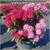 Rododendrony DUŻE 15L,35L,50L