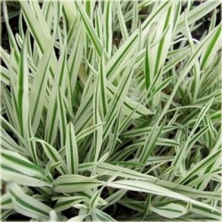 trawa Kłosówka wełnista trax17