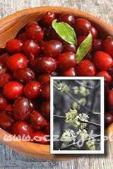 Dereń jadalny Cornus mas