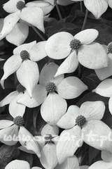 Dereń kousa Cornus kousa chinensis