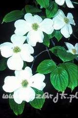 Dereń kwiecisty Cornus florida