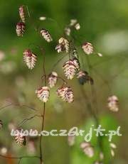 Drżączka średnia Briza media