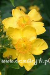 Dziurawiec Hidcote Hypericum Hidcote