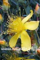 Dziurawiec kielichowaty Hypericum calycinum