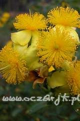 Dziurawiec łuskowaty Hypericum prolificum