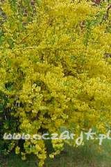 Forsycja pośrednia Forsythia intermedia 'Lynwood Gold'