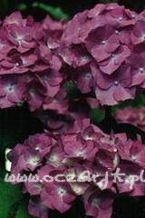 Hortensja ogrodowa Hydrangea macrophylla 'Deutschland'
