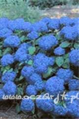 Hortensja ogrodowa Hydrangea macrophylla 'Nikko Blue'