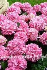 Hortensja ogrodowa Hydrangea macrophylla