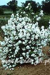 Jaśminowiec Philadelphus 'Minnesota Snowflake'