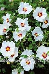 Ketmia syryjska Hibiscus syriacus 'Red Heart'