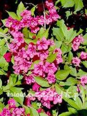 Krzewuszka Weigela 'Foliis Purpureis'