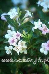 Krzewuszka Weigela 'Candida'