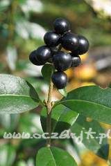 Ligustr pospolity Ligustrum vulgare