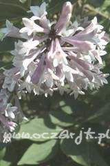 Lilak omszony Syringa pubescens 'Miss Kim'