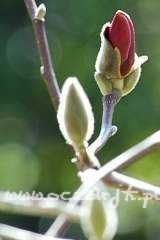 Magnolia denudata Dan Xin magnolia czerwona